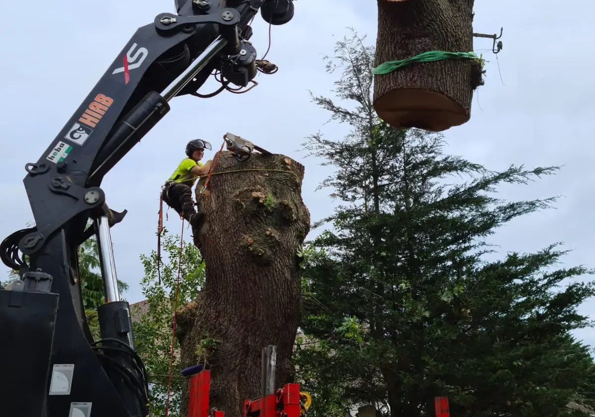 tree-surgeon-weybridge-4